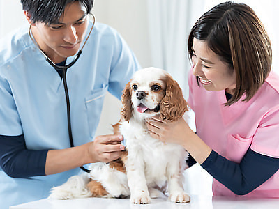 動物病院における栄養とおいしさを追及したドックフードのサンプリング事例1