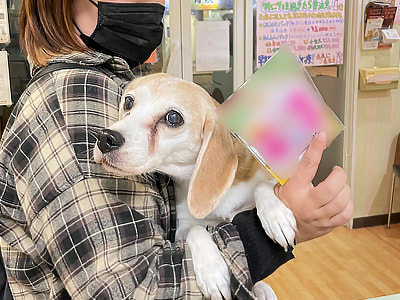 動物病院に通うドッグオーナーに向けた愛犬用入浴剤シャンプーのサンプリング事例2