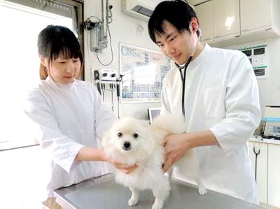 動物病院でのルートサンプリング