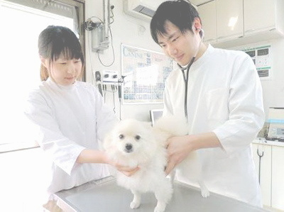 動物病院でのルートサンプリング